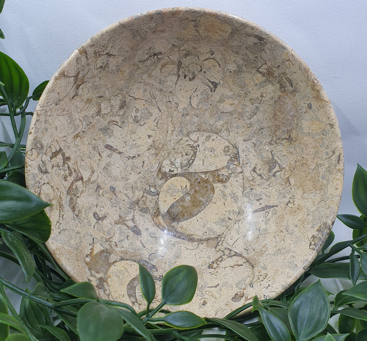 Fossil Coral Bowl